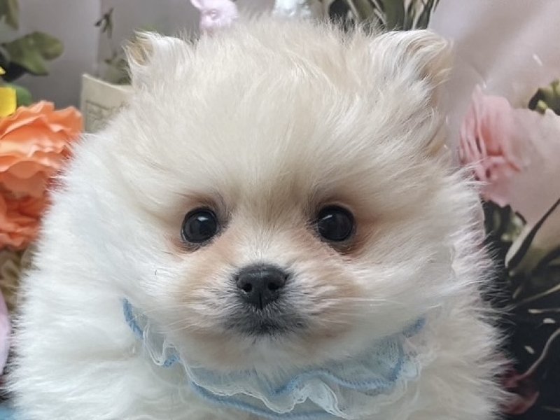 愛知県のポメラニアン (ペッツワン豊田四郷店/2025年11月7日生まれ/男の子/クリーム)の子犬