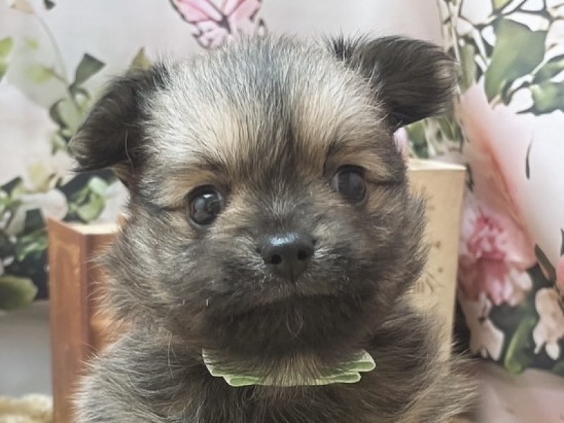 愛知県のハーフ犬・ミックス犬 (ペッツワン豊田四郷店/2025年11月21日生まれ/男の子/フォーン)の子犬の1枚目の画像