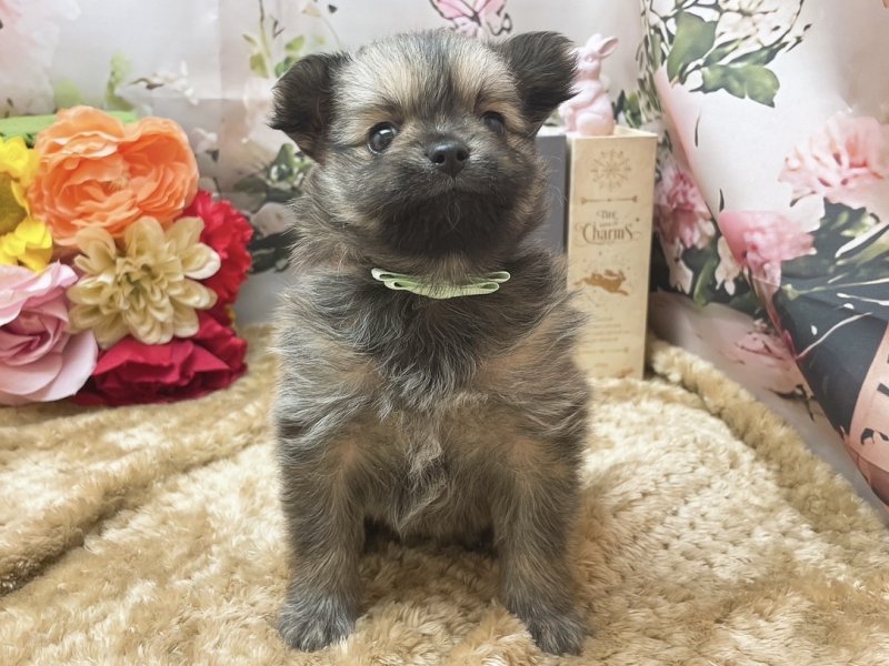 愛知県のハーフ犬・ミックス犬 (ペッツワン豊田四郷店/2025年11月21日生まれ/男の子/フォーン)の子犬の2枚目の画像