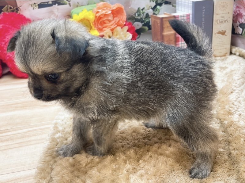 愛知県のハーフ犬・ミックス犬 (ペッツワン豊田四郷店/2025年11月21日生まれ/男の子/フォーン)の子犬の3枚目の画像