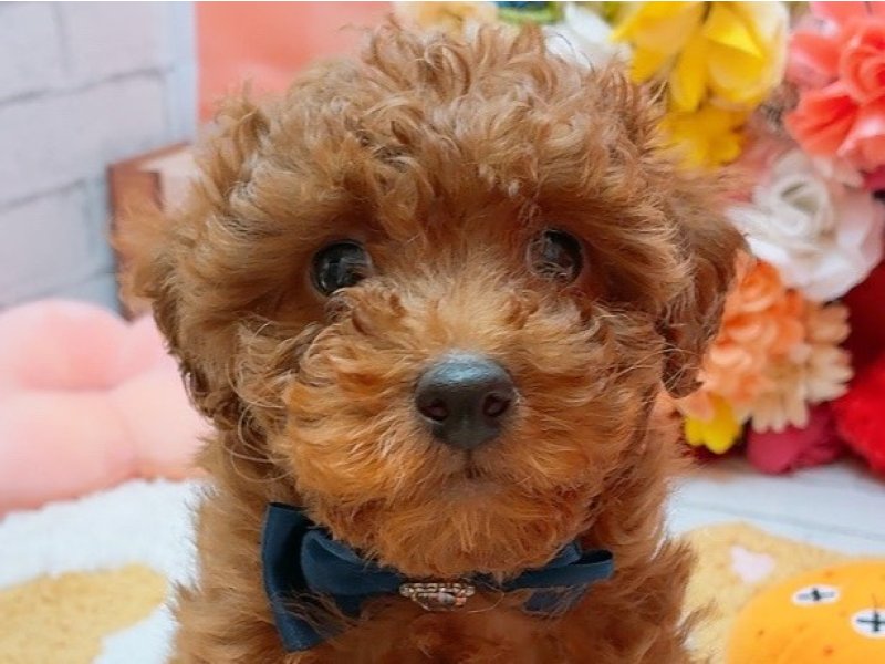 愛知県のトイプードル(トイ) (ペッツワン豊田四郷店/2025年12月4日生まれ/女の子/レッド)の子犬の1枚目の画像