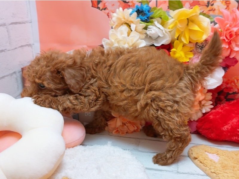 愛知県のトイプードル(トイ) (ペッツワン豊田四郷店/2025年12月4日生まれ/女の子/レッド)の子犬の3枚目の画像