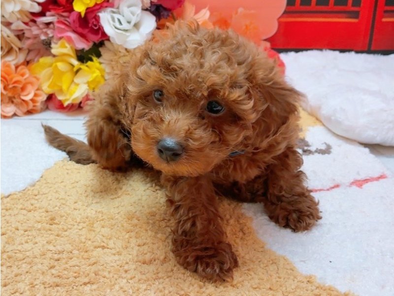 愛知県のトイプードル(トイ) (ペッツワン豊田四郷店/2025年12月4日生まれ/女の子/レッド)の子犬の2枚目の画像