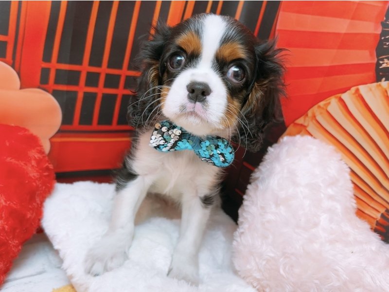 愛知県のキャバリアキングチャールズスパニエル (ペッツワン豊田四郷店/2025年11月15日生まれ/男の子/トライカラー)の子犬の2枚目の画像
