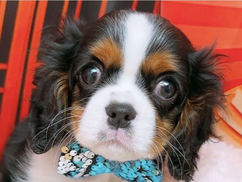 愛知県のキャバリアキングチャールズスパニエル (ペッツワン豊田四郷店/2025年11月15日生まれ/男の子/トライカラー)の子犬の1枚目の画像