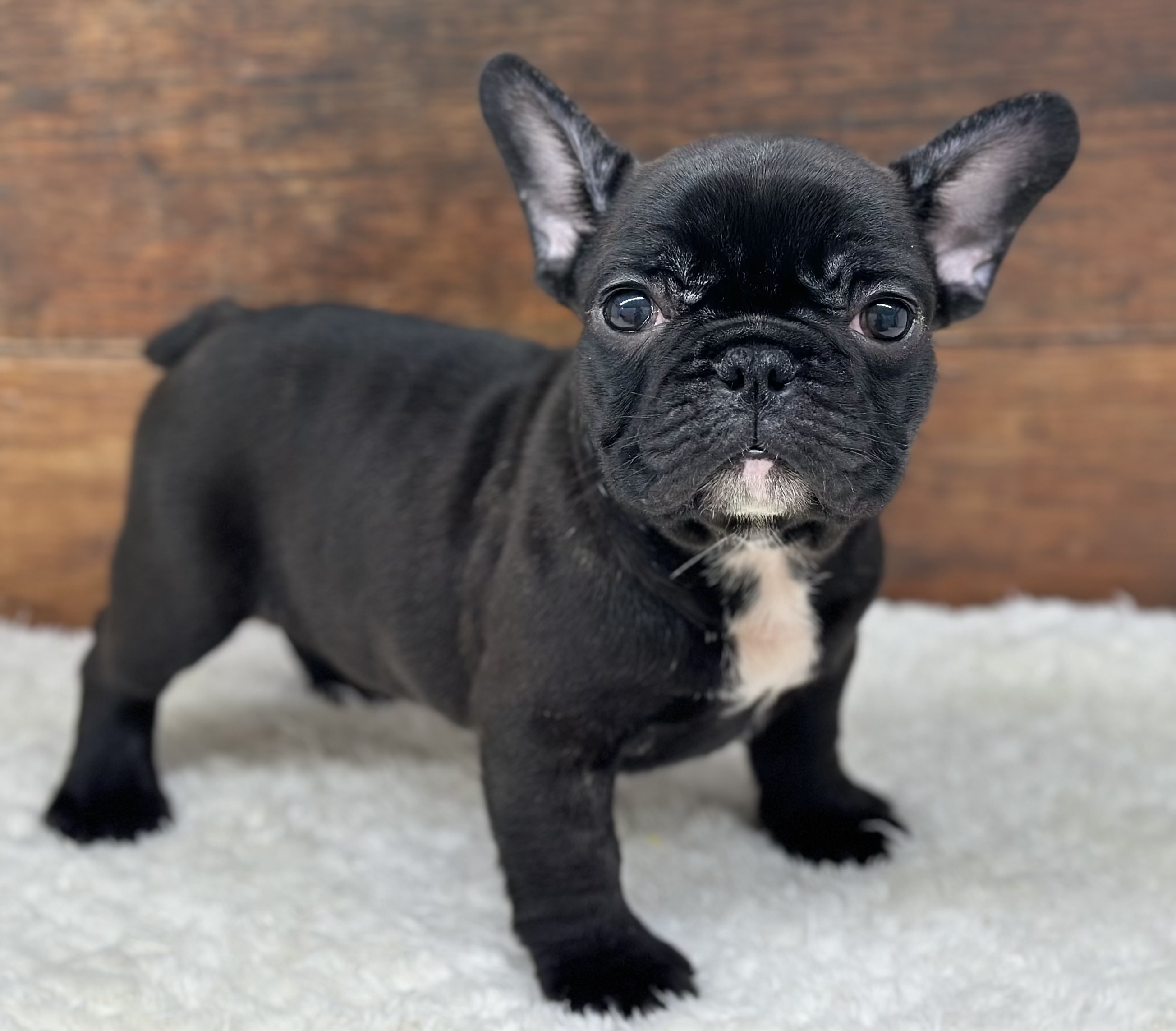 愛知県のフレンチブルドッグ (ペッツワン名古屋大高インター店/2025年12月6日生まれ/男の子/ブリンドル)の子犬