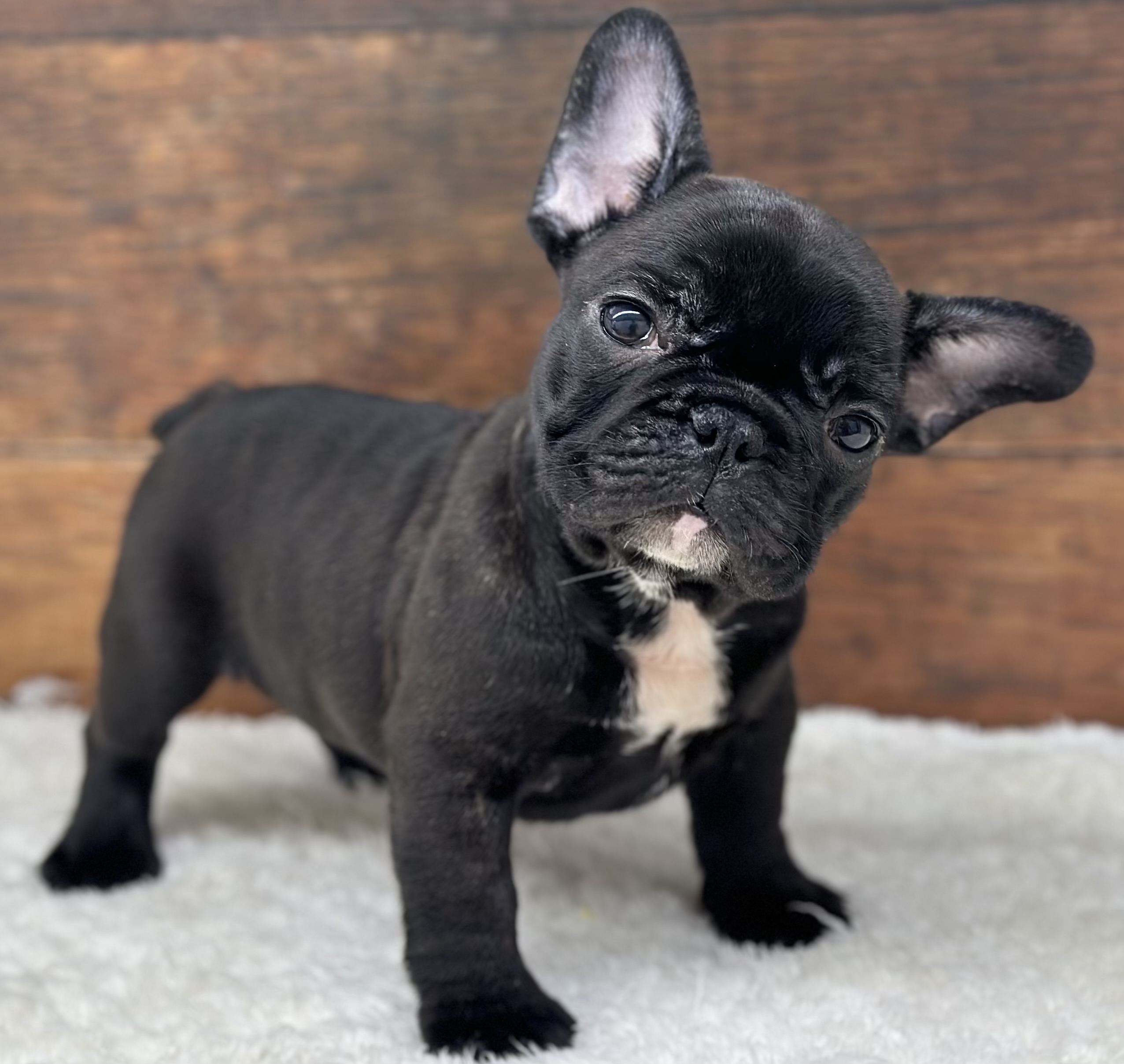 愛知県のフレンチブルドッグ (ペッツワン名古屋大高インター店/2025年12月6日生まれ/男の子/ブリンドル)の子犬の2枚目の画像