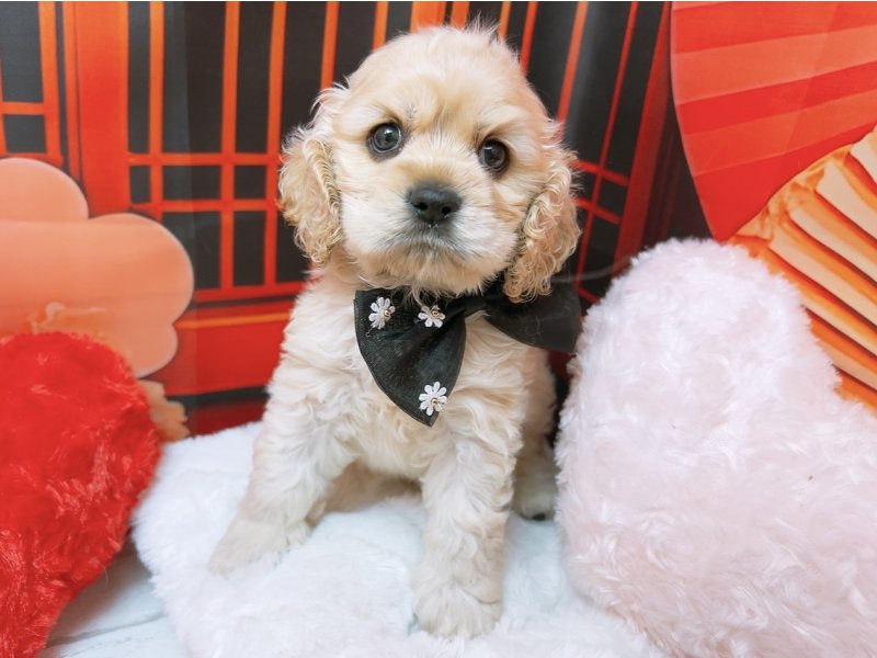 愛知県のアメリカンコッカースパニエル (ペッツワン豊田四郷店/2025年12月10日生まれ/男の子/バフ)の子犬の2枚目の画像