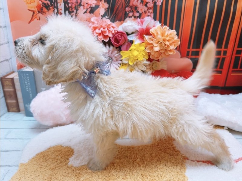 愛知県のハーフ犬・ミックス犬 (ペッツワン豊田四郷店/2025年11月23日生まれ/男の子/クリーム)の子犬の3枚目の画像