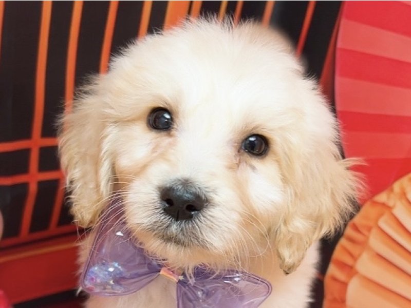 愛知県のハーフ犬・ミックス犬 (ペッツワン豊田四郷店/2025年11月23日生まれ/男の子/クリーム)の子犬の1枚目の画像