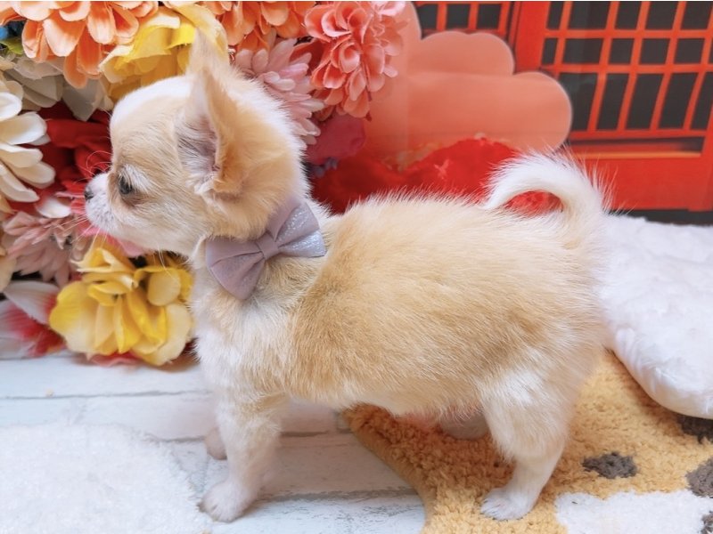 愛知県のチワワ(ロング) (ペッツワン豊田四郷店/2025年12月9日生まれ/男の子/クリームホワイト)の子犬の3枚目の画像