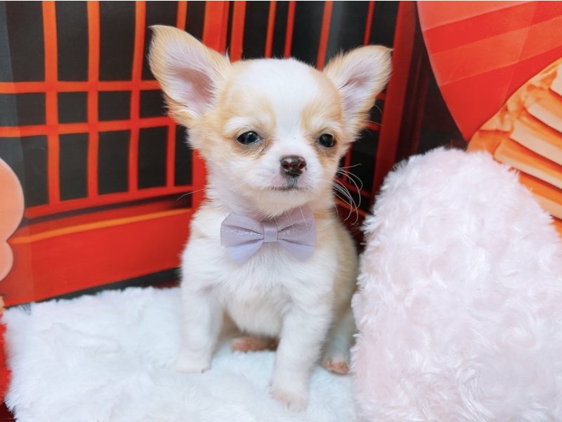 愛知県のチワワ(ロング) (ペッツワン豊田四郷店/2025年12月9日生まれ/男の子/クリームホワイト)の子犬の2枚目の画像