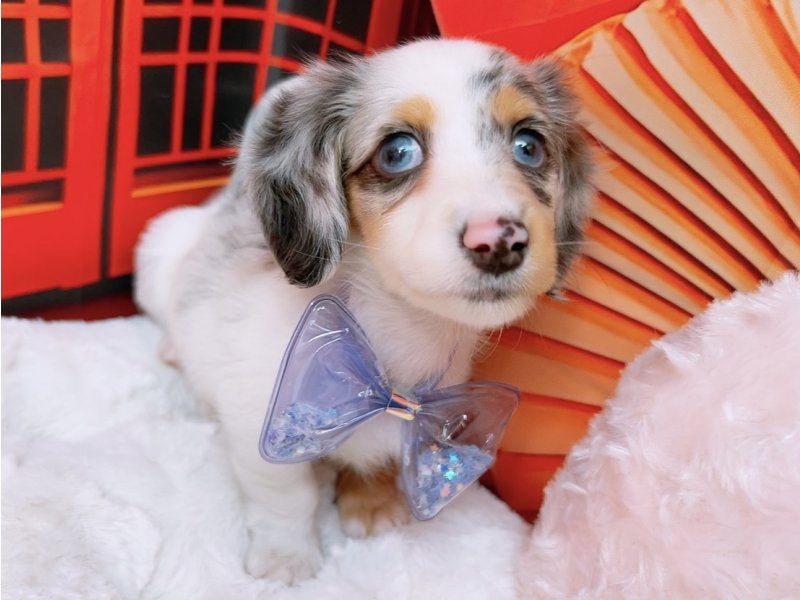 愛知県のミニチュアダックスフンド(ロング) (ペッツワン豊田四郷店/2025年12月11日生まれ/男の子/シルバーダップルパイボールド)の子犬の2枚目の画像