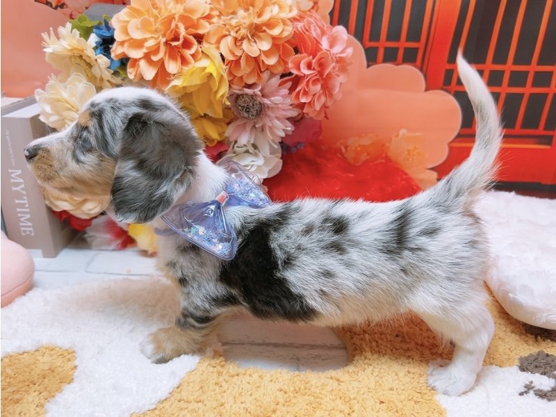 愛知県のミニチュアダックスフンド(ロング) (ペッツワン豊田四郷店/2025年12月11日生まれ/男の子/シルバーダップルパイボールド)の子犬の3枚目の画像