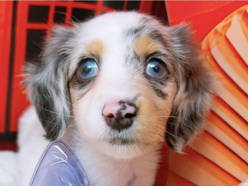 愛知県のミニチュアダックスフンド(ロング) (ペッツワン豊田四郷店/2025年12月11日生まれ/男の子/シルバーダップルパイボールド)の子犬の1枚目の画像