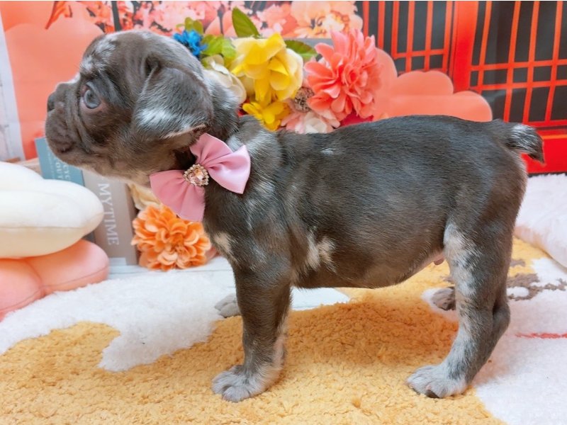 愛知県のフレンチブルドッグ (ペッツワン豊田四郷店/2025年11月27日生まれ/男の子/チョコレートマール)の子犬の3枚目の画像