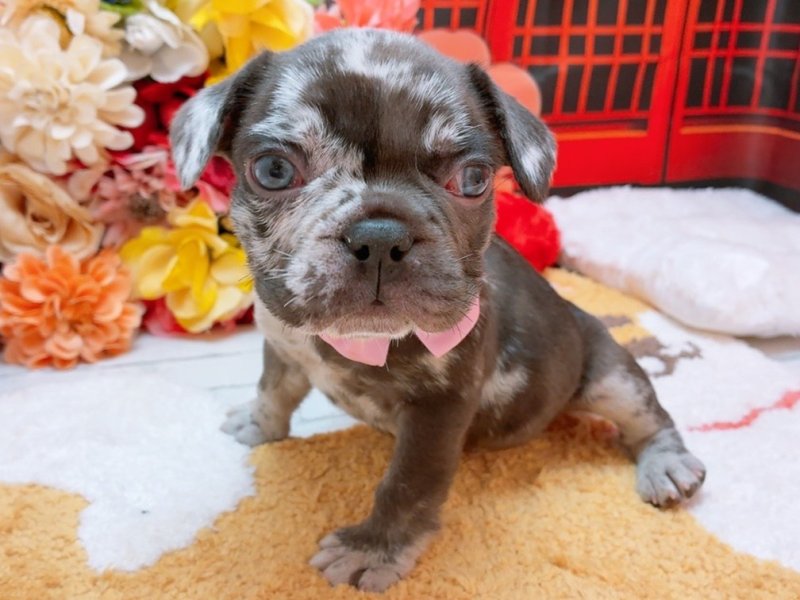 愛知県のフレンチブルドッグ (ペッツワン豊田四郷店/2025年11月27日生まれ/男の子/チョコレートマール)の子犬の2枚目の画像