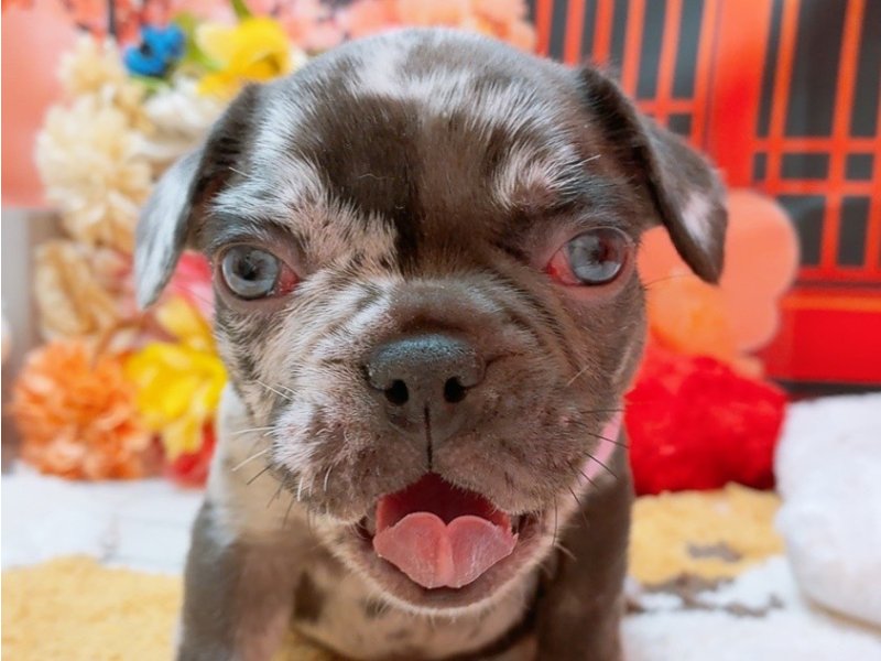 愛知県のフレンチブルドッグ (ペッツワン豊田四郷店/2025年11月27日生まれ/男の子/チョコレートマール)の子犬の1枚目の画像