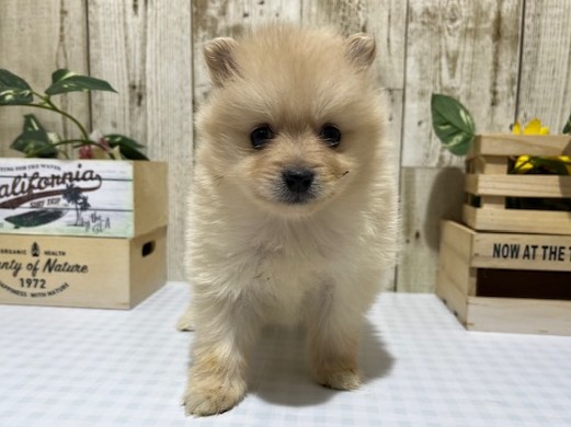 静岡県のポメラニアン (ペッツワン浜松都田テクノ店/2025年12月17日生まれ/女の子/クリーム)の子犬