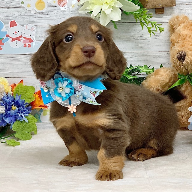 兵庫県のミニチュアダックスフンド(ロング) (ペッツワン神戸ひよどり台店/2025年12月10日生まれ/男の子/ブラウンタン)の子犬の2枚目の画像