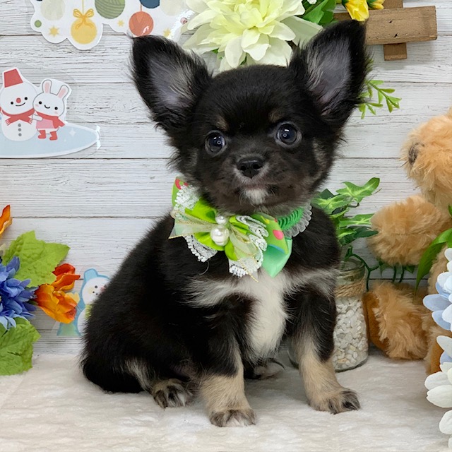 兵庫県のチワワ(ロング) (ペッツワン神戸ひよどり台店/2025年12月11日生まれ/男の子/ブラッククリーム)の子犬の3枚目の画像