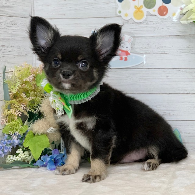 兵庫県のチワワ(ロング) (ペッツワン神戸ひよどり台店/2025年12月11日生まれ/男の子/ブラッククリーム)の子犬の2枚目の画像