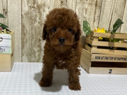 静岡県のトイプードル(トイ) (ペッツワン浜松都田テクノ店/2025年12月13日生まれ/男の子/レッドフォーン)の子犬