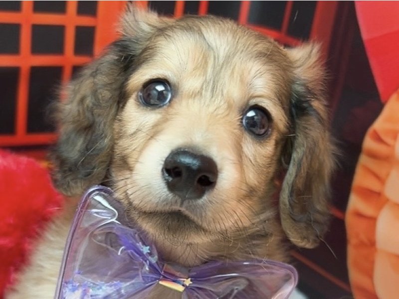 沖縄県のミニチュアダックスフンド(ロング) (ペッツワンFCあがり浜店/2025年11月23日生まれ/男の子/シェーデットイエロー)の子犬