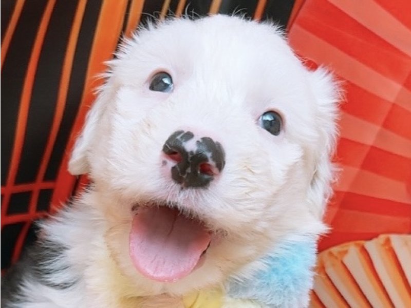 沖縄県のオールドイングリッシュシープドッグ (ペッツワンFCあがり浜店/2025年11月8日生まれ/男の子/グレーホワイト)の子犬