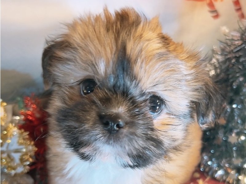 沖縄県のハーフ犬・ミックス犬 (ペッツワンFCあがり浜店/2025年9月26日生まれ/女の子/フォーン)の子犬