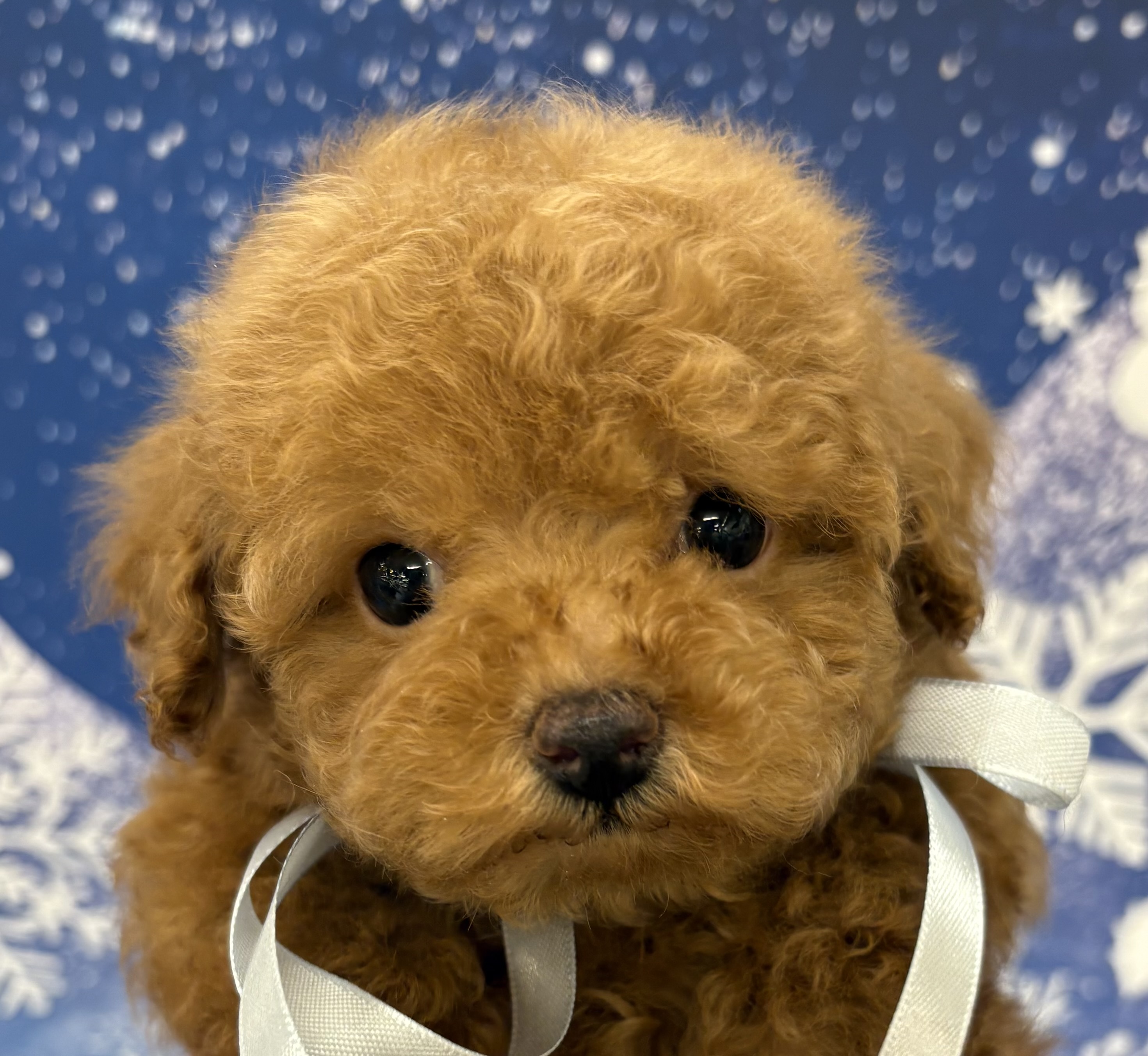 千葉県のトイプードル(トイ) (ペッツワン佐倉店/2025年12月5日生まれ/男の子/レッド)の子犬の1枚目の画像