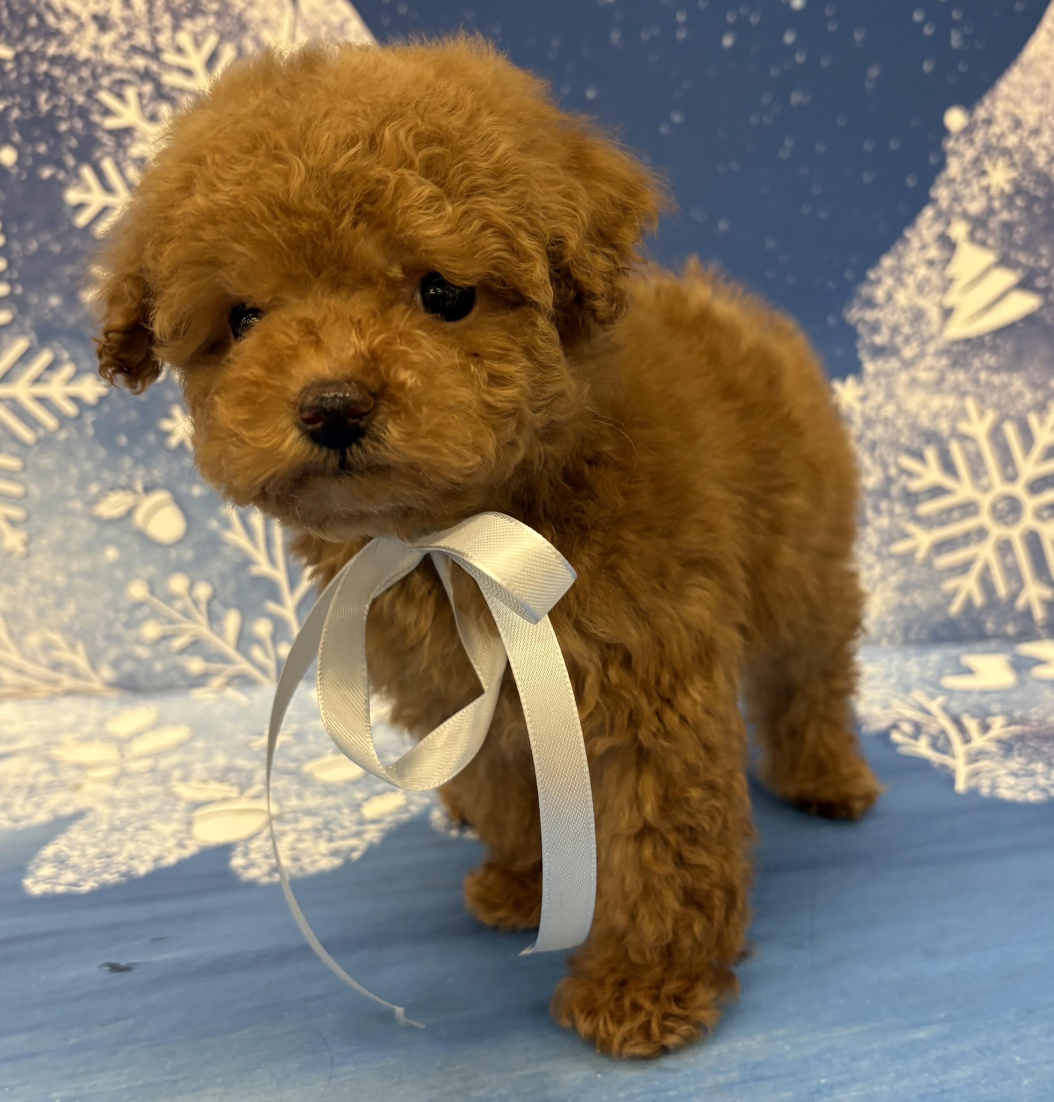 千葉県のトイプードル(トイ) (ペッツワン佐倉店/2025年12月5日生まれ/男の子/レッド)の子犬の2枚目の画像