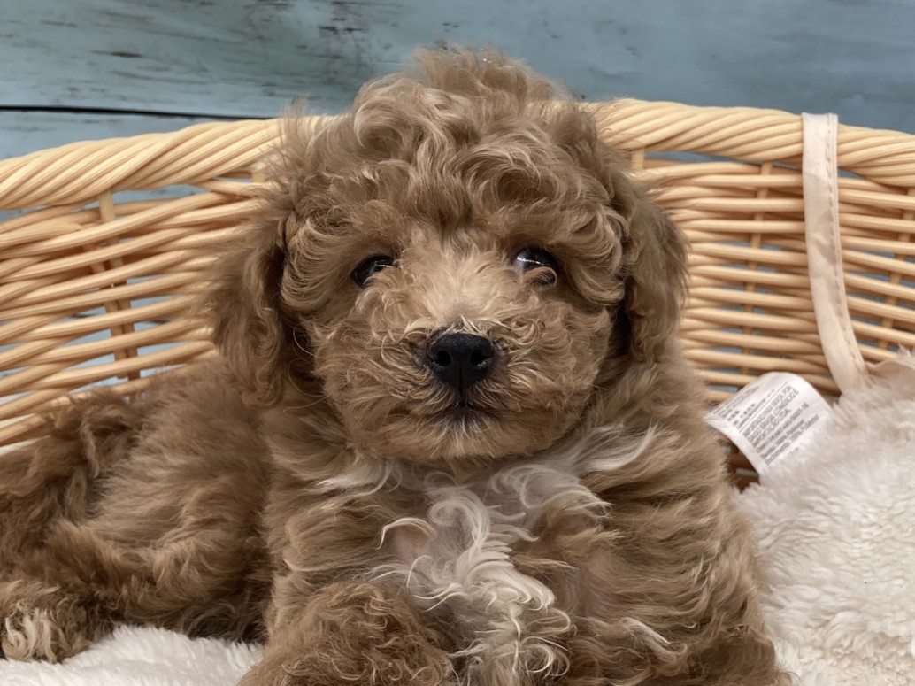 2025年12月2日生まれのトイプードル(トイ)