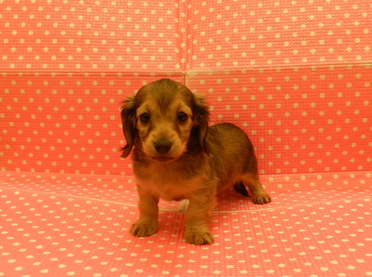 静岡県のミニチュアダックスフンド(ロング) (ペッツワン御殿場店/2025年12月12日生まれ/女の子/シェーデットイエロー)の子犬