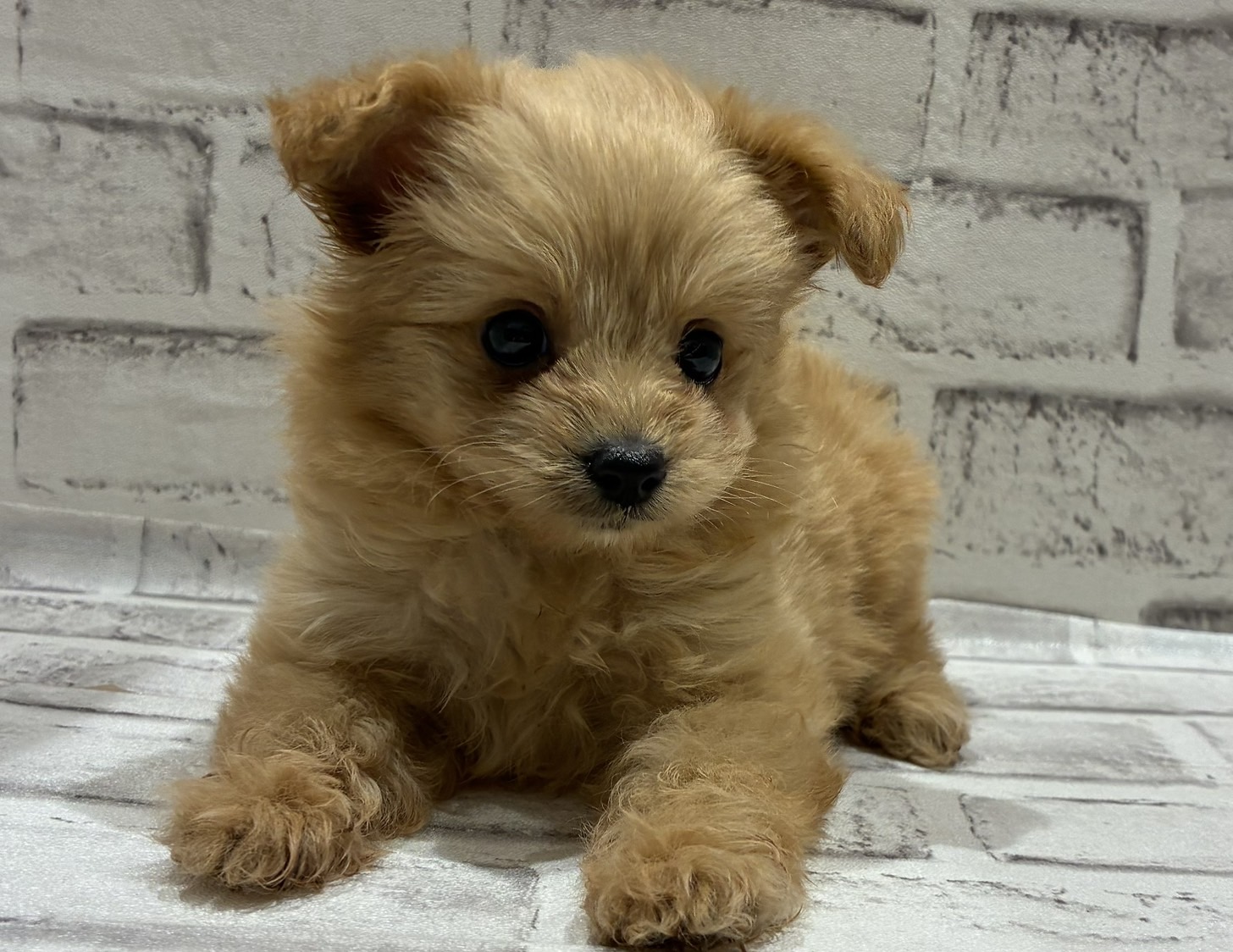 宮城県のハーフ犬・ミックス犬 (ペッツワン古川店/2025年11月27日生まれ/女の子/アプコット)の子犬の2枚目の画像