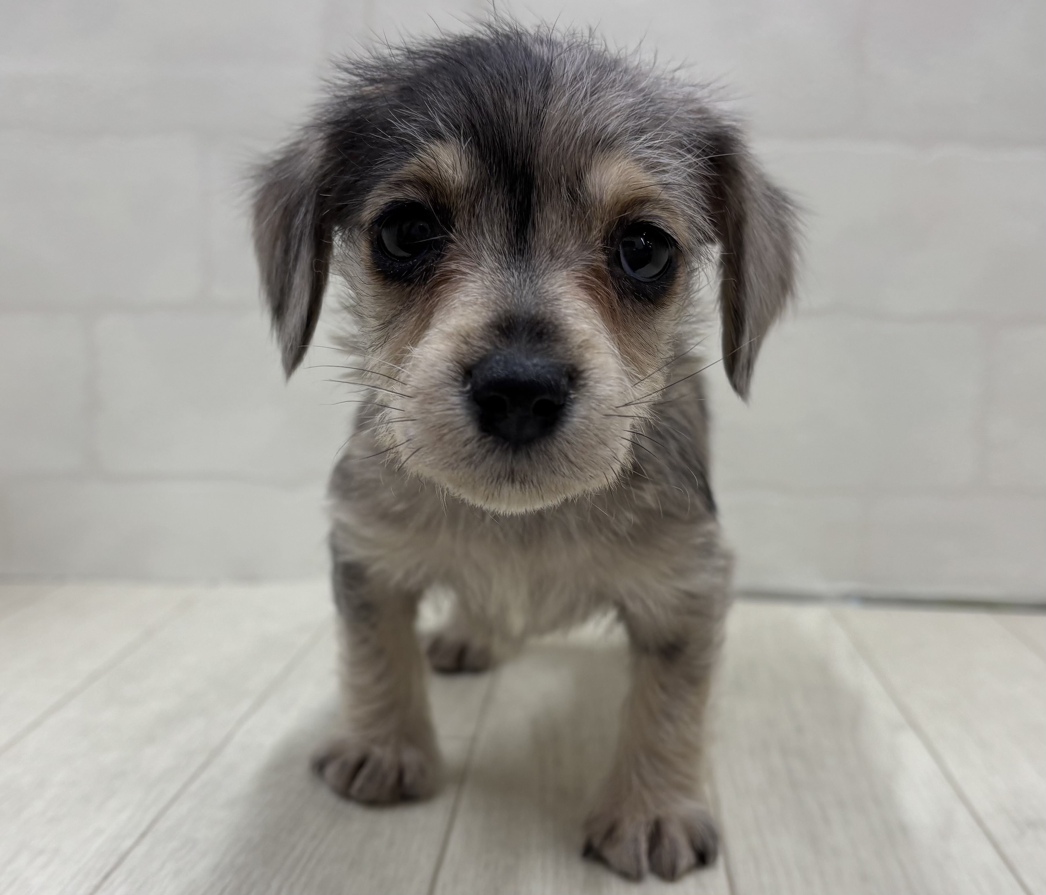 埼玉県のハーフ犬・ミックス犬 (ペッツワン大利根店/2025年12月16日生まれ/女の子/シルバーダップル)の子犬の1枚目の画像