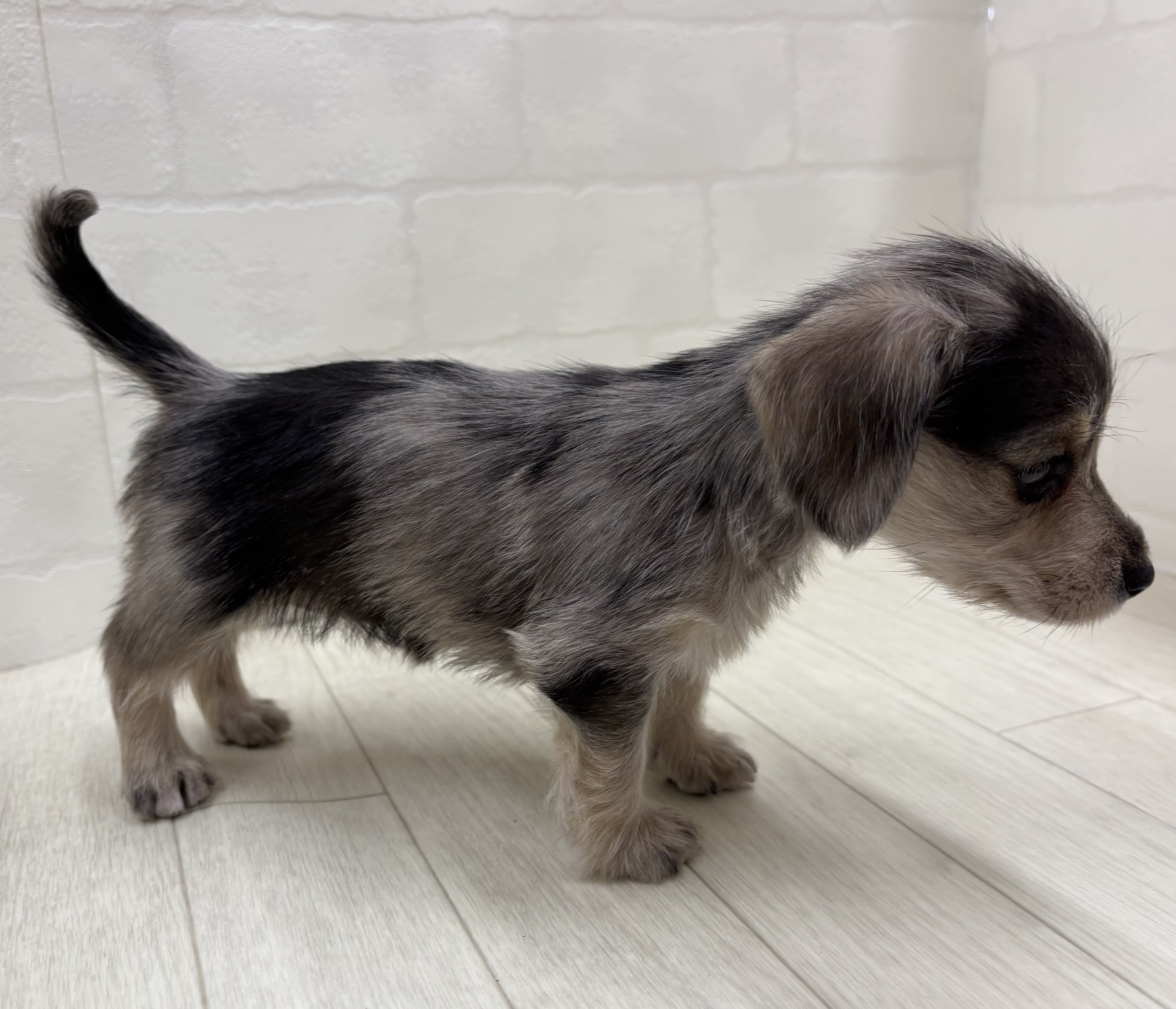 埼玉県のハーフ犬・ミックス犬 (ペッツワン大利根店/2025年12月16日生まれ/女の子/シルバーダップル)の子犬の3枚目の画像