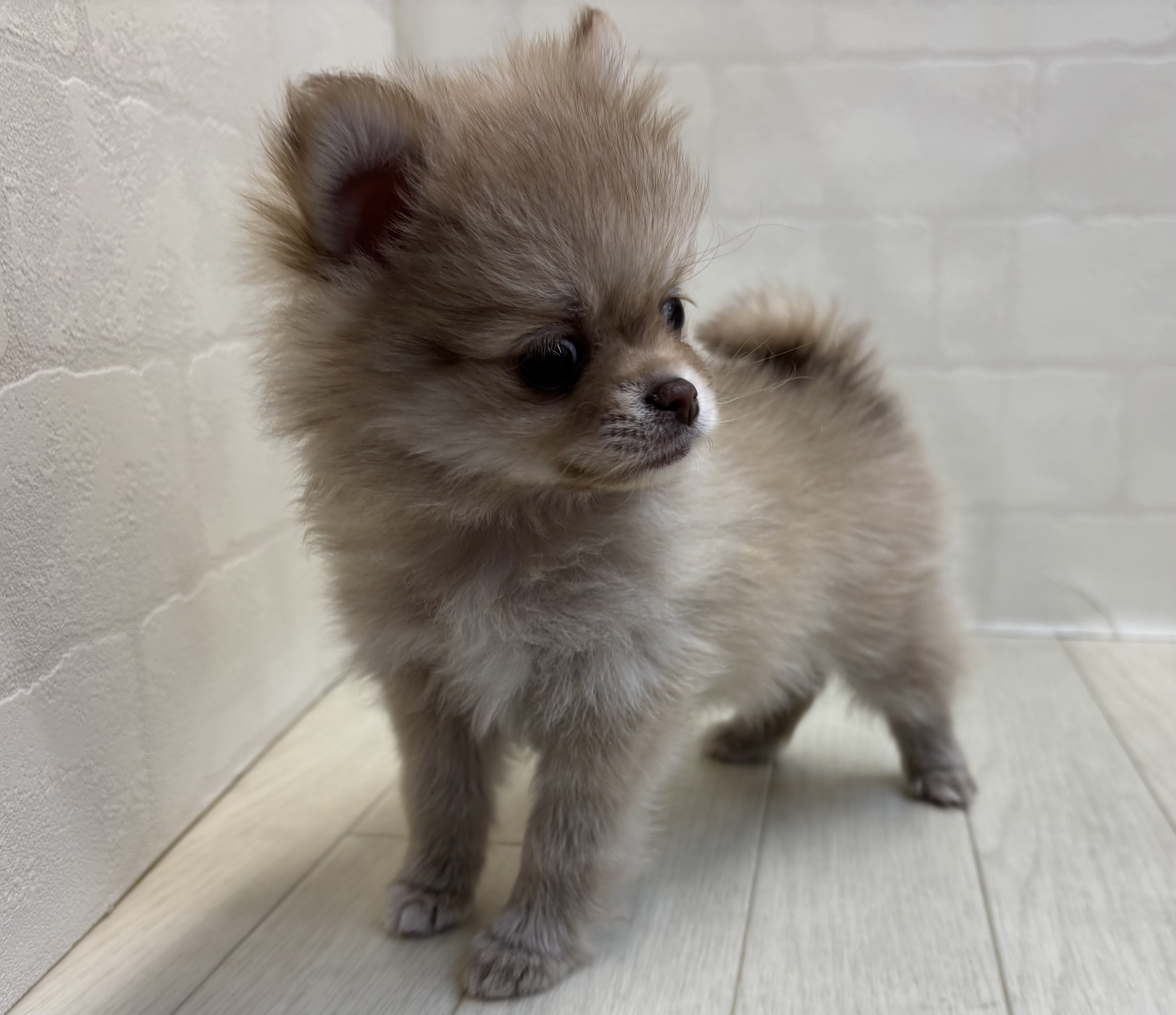 埼玉県のハーフ犬・ミックス犬 (ペッツワン大利根店/2025年10月12日生まれ/女の子/チョコレートフォーン)の子犬の2枚目の画像