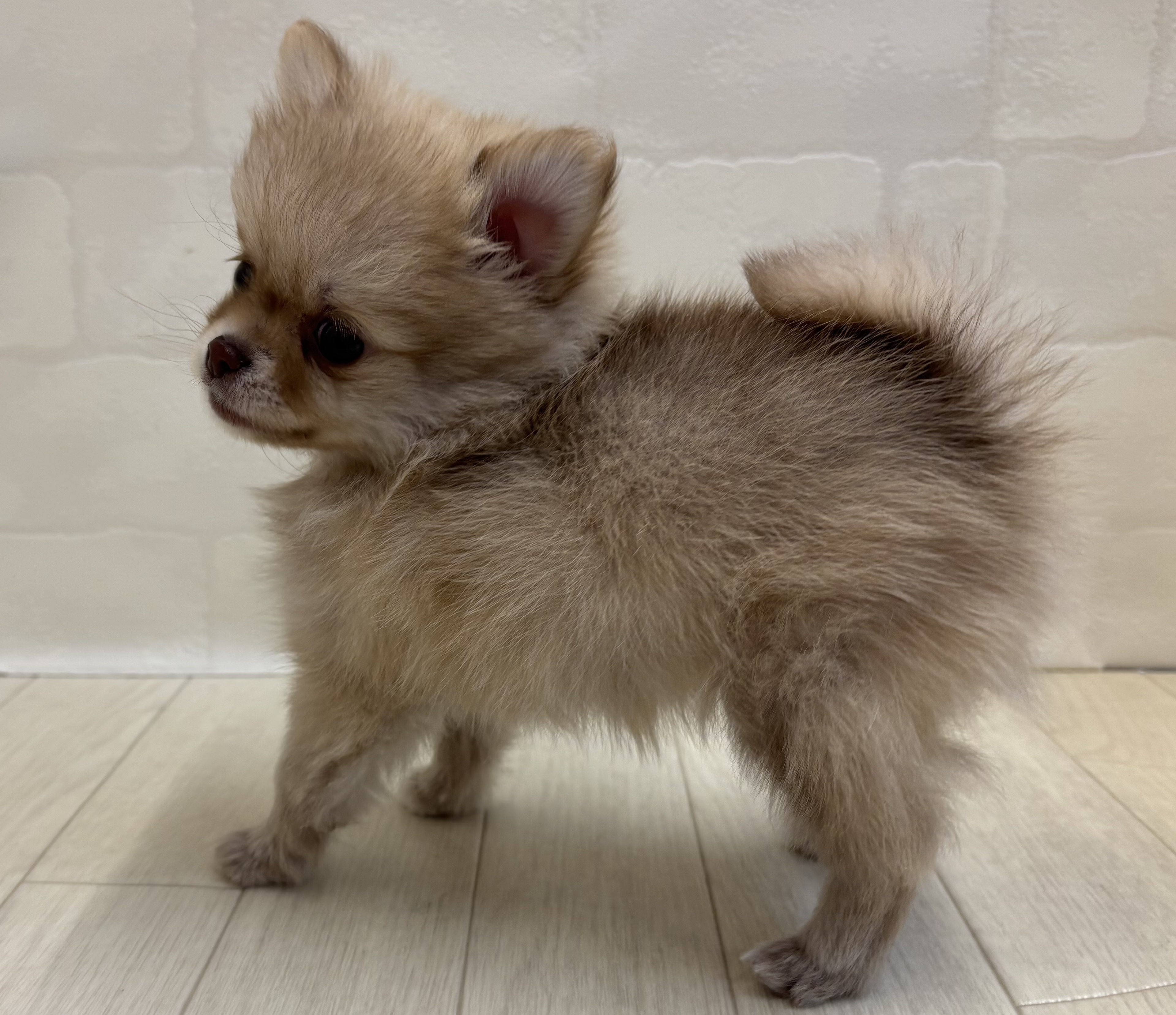 埼玉県のハーフ犬・ミックス犬 (ペッツワン大利根店/2025年10月12日生まれ/女の子/チョコレートフォーン)の子犬の3枚目の画像