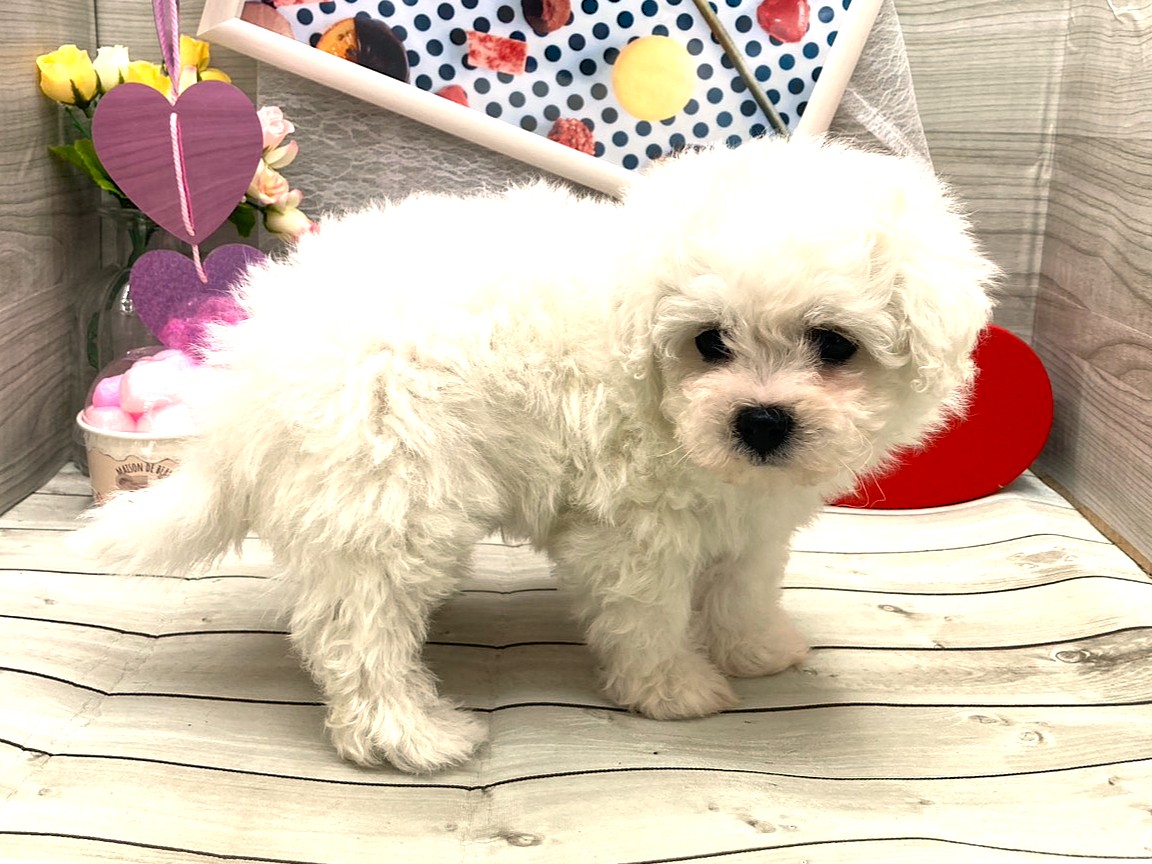 京都府のビションフリーゼ (ペッツワン木津川店/2025年12月13日生まれ/女の子/ホワイト)の子犬の2枚目の画像