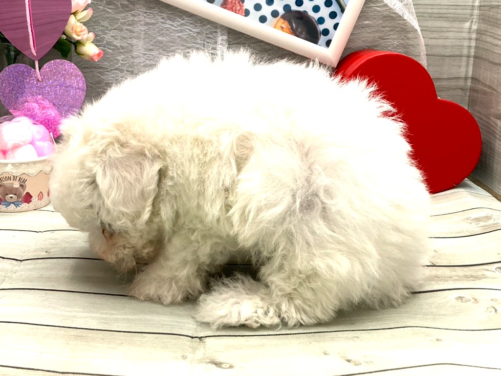 京都府のビションフリーゼ (ペッツワン木津川店/2025年12月13日生まれ/女の子/ホワイト)の子犬の3枚目の画像