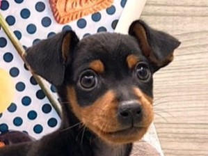 京都府のミニチュアピンシャー (ペッツワン木津川店/2025年11月16日生まれ/女の子/ブラックタン)の子犬の1枚目の画像