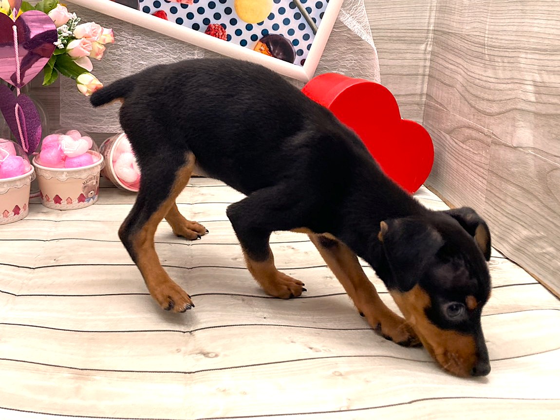 京都府のミニチュアピンシャー (ペッツワン木津川店/2025年11月16日生まれ/女の子/ブラックタン)の子犬の2枚目の画像