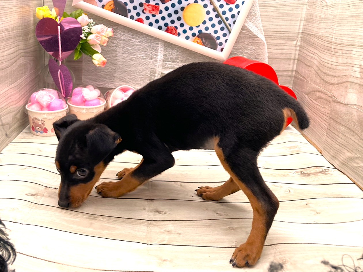 京都府のミニチュアピンシャー (ペッツワン木津川店/2025年11月16日生まれ/女の子/ブラックタン)の子犬の3枚目の画像