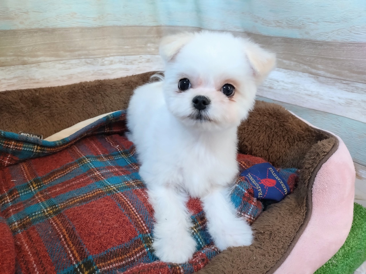 群馬県のハーフ犬・ミックス犬 (ペッツワン青柳店/2025年9月23日生まれ/男の子/クリーム)の子犬の2枚目の画像