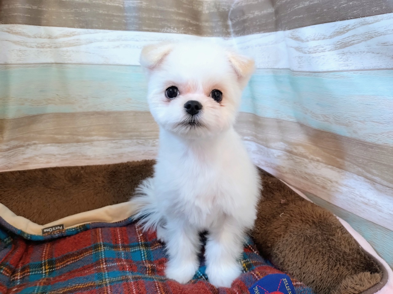 群馬県のハーフ犬・ミックス犬 (ペッツワン青柳店/2025年9月23日生まれ/男の子/クリーム)の子犬の1枚目の画像