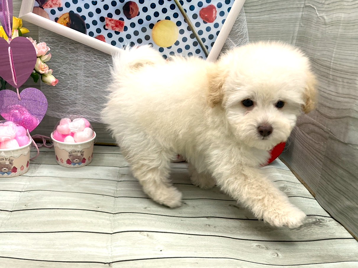 京都府のトイプードル(トイ) (ペッツワン木津川店/2025年12月11日生まれ/男の子/ホワイト)の子犬の2枚目の画像