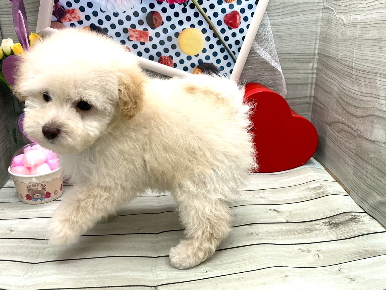 京都府のトイプードル(トイ) (ペッツワン木津川店/2025年12月11日生まれ/男の子/ホワイト)の子犬の3枚目の画像