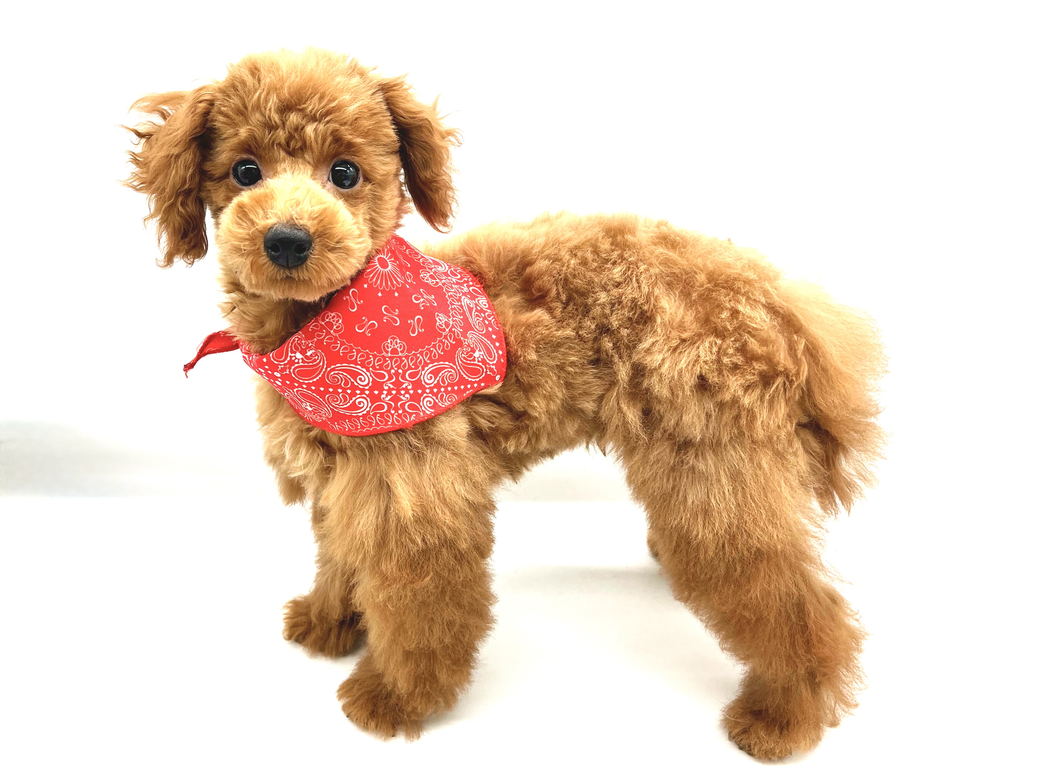 埼玉県のトイプードル(トイ) (ペッツワンなめがわモール店/2025年9月23日生まれ/男の子/レッド)の子犬