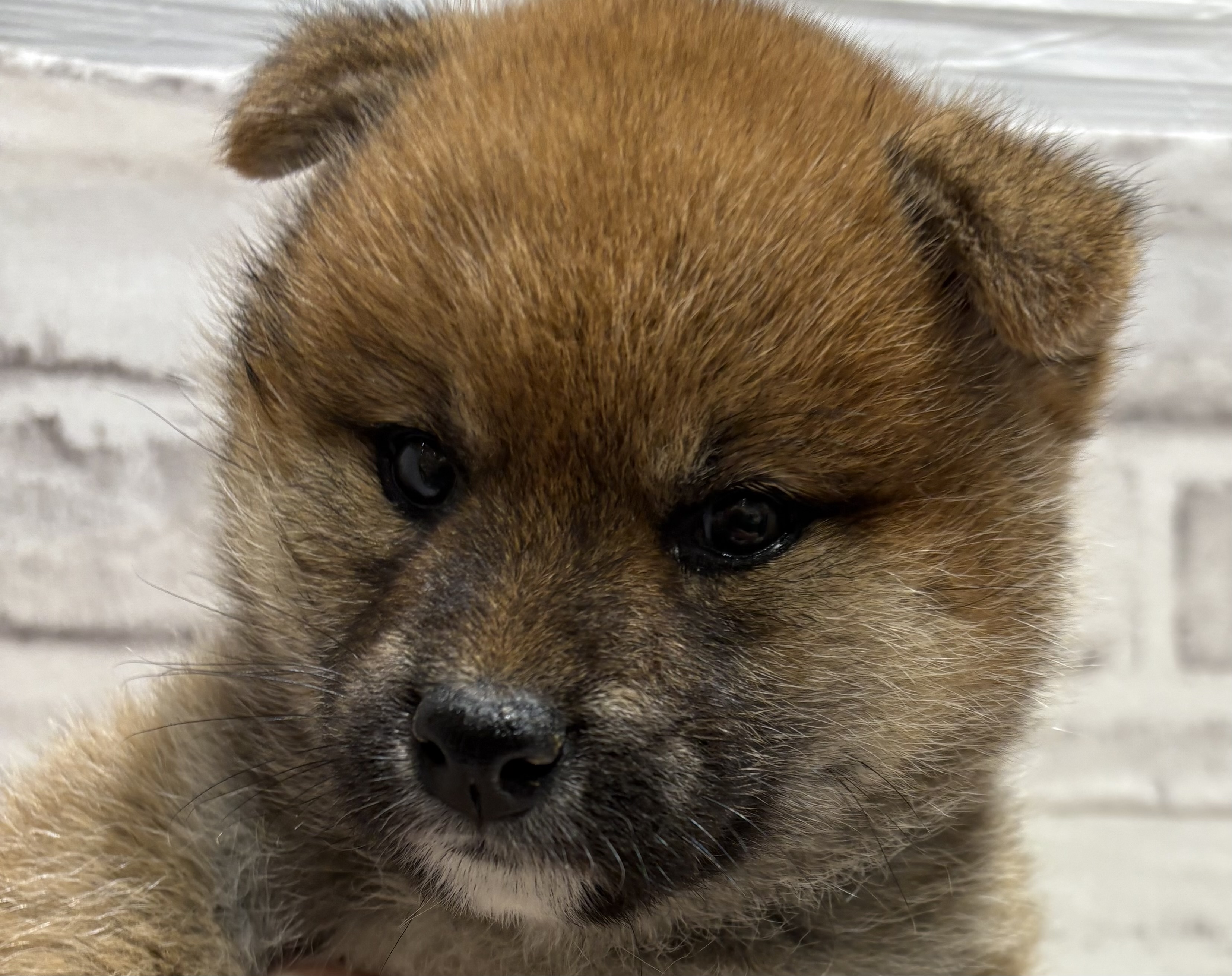 宮城県の柴犬(標準サイズ) (ペッツワン古川店/2025年11月14日生まれ/女の子/赤)の子犬